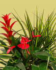 Tropical Trio Planting