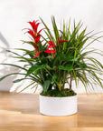 Tropical Trio Planting