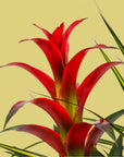 Tropical Trio Planting