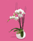 White Avant-Garden Mini Orchid Planting - Green Fresh Florals + Plants