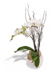 White Avant-Garden Mini Orchid Planting - Green Fresh Florals + Plants