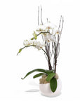 White Avant-Garden Mini Orchid Planting - Green Fresh Florals + Plants