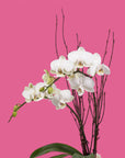 White Avant-Garden Mini Orchid Planting - Green Fresh Florals + Plants