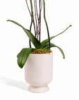 Designer Orchid Planting
