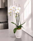Designer Orchid Planting