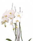 Designer Orchid Planting