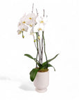 Designer Orchid Planting