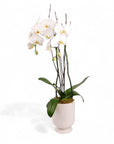 Designer Orchid Planting