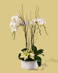 White Holiday Elegance Orchid Pairing from Green Fresh Florals + Plants