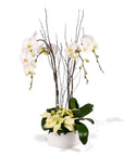 White Holiday Elegance Orchid Pairing from Green Fresh Florals + Plants