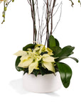 White Holiday Elegance Orchid Pairing from Green Fresh Florals + Plants