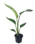 Bird of Paradise - Green Fresh Florals + Plants