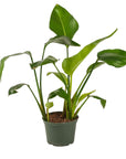 Bird of Paradise - Green Fresh Florals + Plants