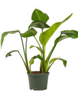Bird of Paradise - Green Fresh Florals + Plants