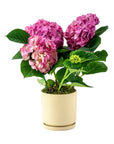 Blooming Hydrangea Planting - Green Fresh Florals + Plants