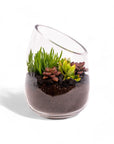 Bullet Vase Succulent Terrarium - Green Fresh Florals + Plants