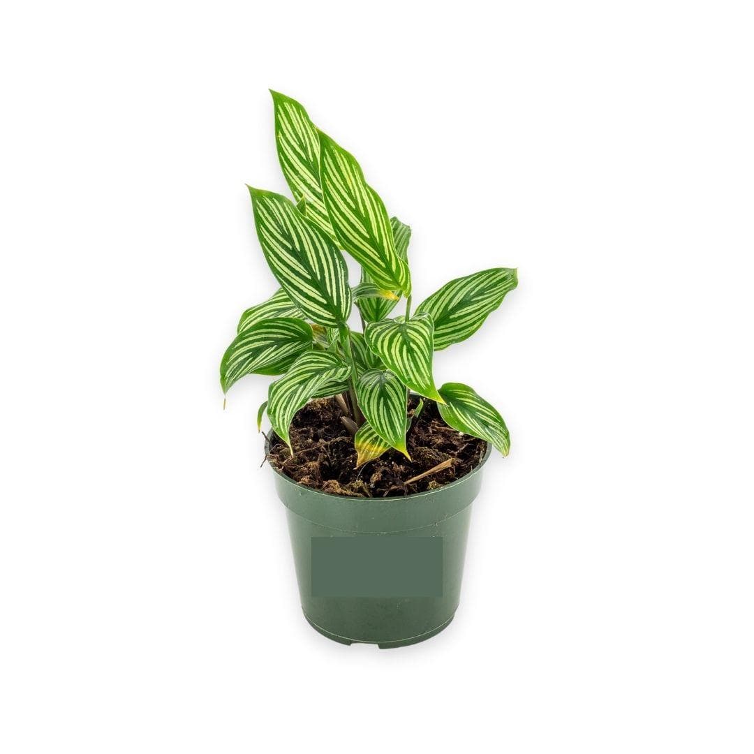 Calathea Vittata - Green Fresh Florals + Plants