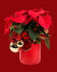 Classic Holiday Poinsettia Planting - Green Fresh Florals + Plants