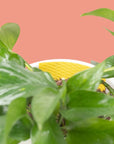 Compostable Gnat Traps - Green Fresh Florals + Plants