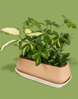 Dublin Houseplant Flight - Green Fresh Florals + Plants