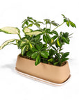 Dublin Houseplant Flight - Green Fresh Florals + Plants