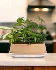Dublin Houseplant Flight - Green Fresh Florals + Plants