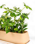 Dublin Houseplant Flight - Green Fresh Florals + Plants