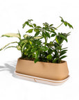 Dublin Houseplant Flight - Green Fresh Florals + Plants
