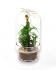 Fern Gully Terrarium - Green Fresh Florals + Plants