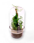 Fern Gully Terrarium - Green Fresh Florals + Plants