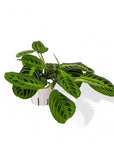 Lemon Lime Prayer Plant - Green Fresh Florals + Plants