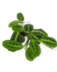 Lemon Lime Prayer Plant - Green Fresh Florals + Plants
