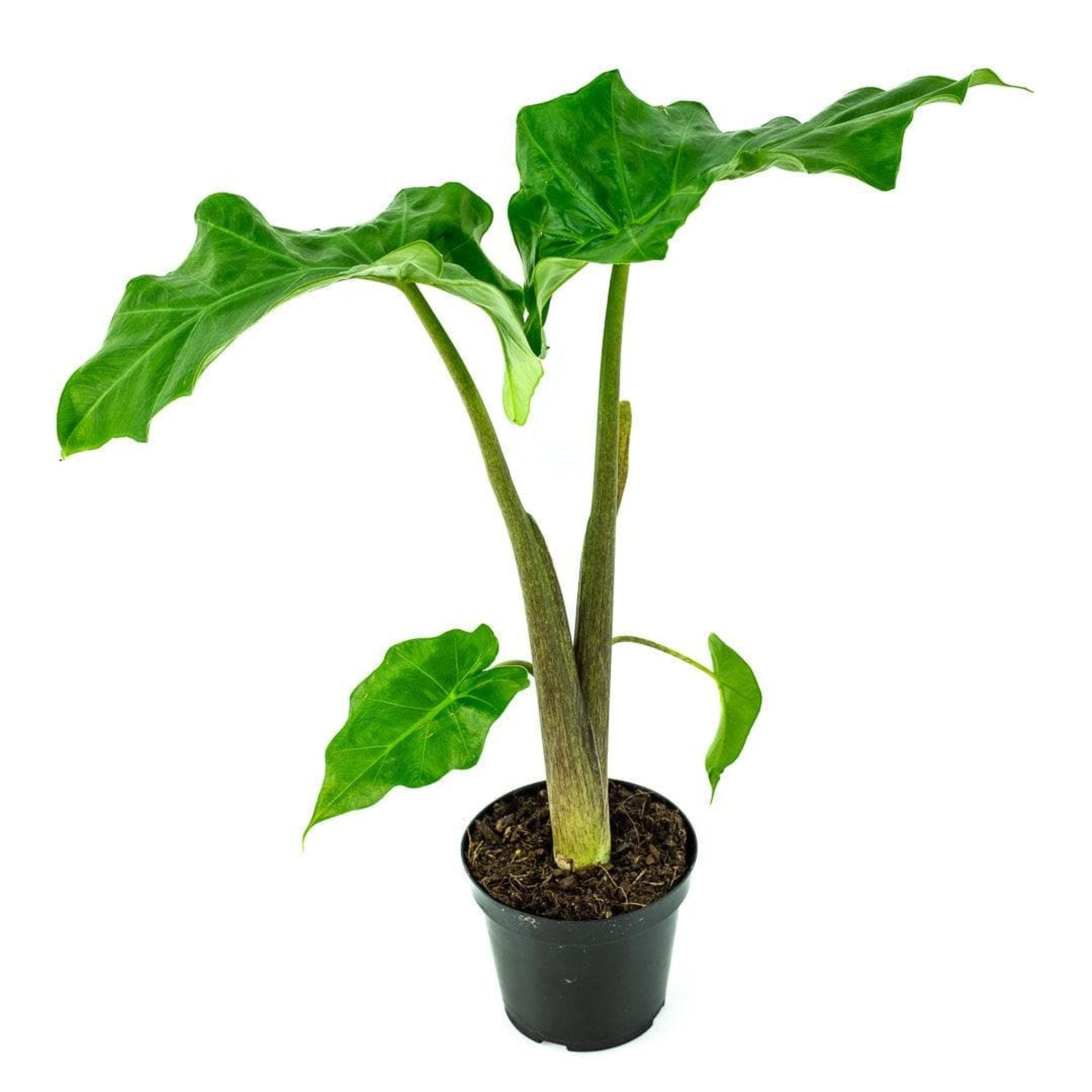 Low Rider Alocasia - Green Fresh Florals + Plants