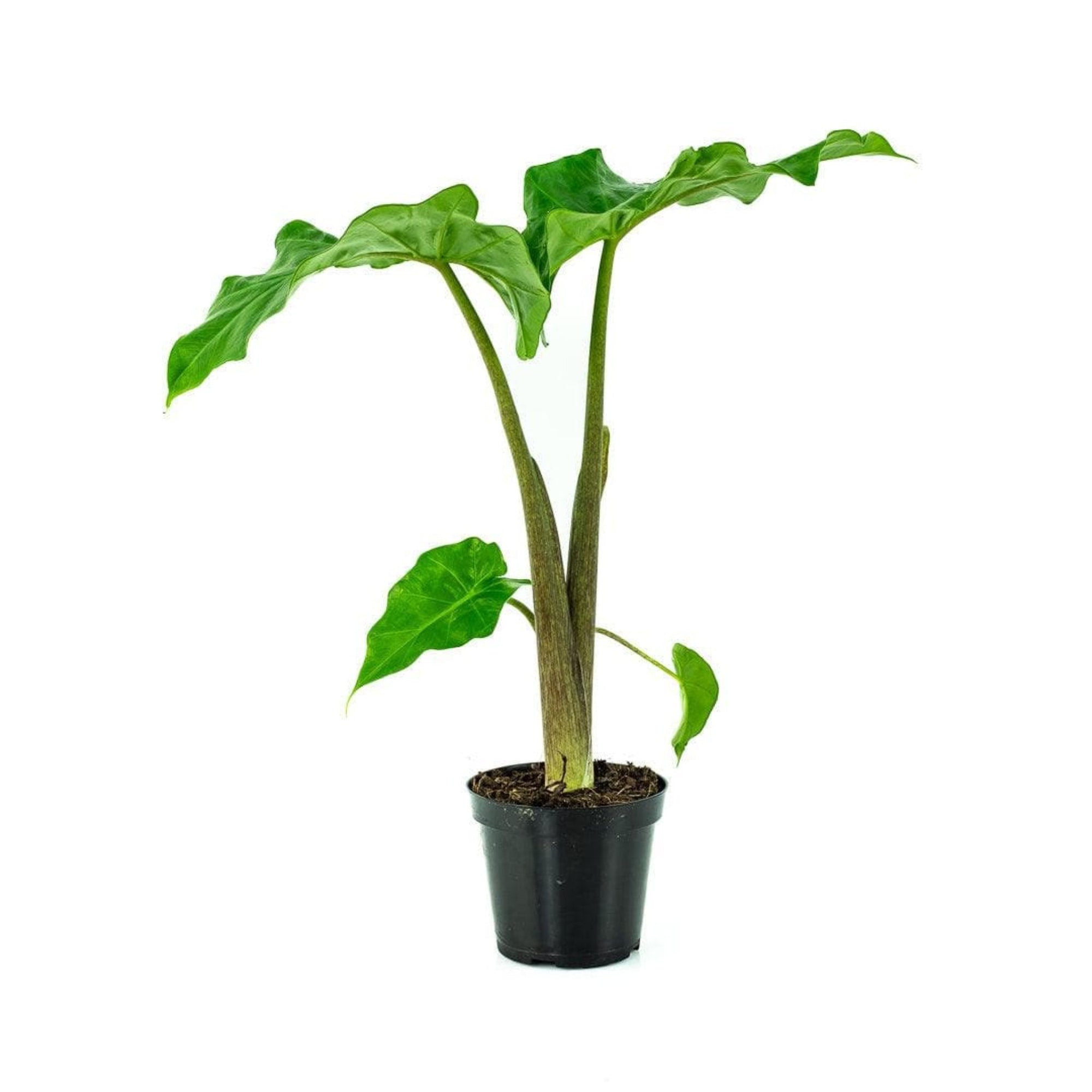 Low Rider Alocasia - Green Fresh Florals + Plants