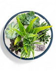 Midnight Blue Crystal Succulent Garden - Green Fresh Florals + Plants