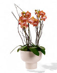 Modernist Orange Mini Orchid Planting - Green Fresh Florals + Plants