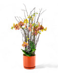 Orange Orchid Planting - Green Fresh Florals + Plants