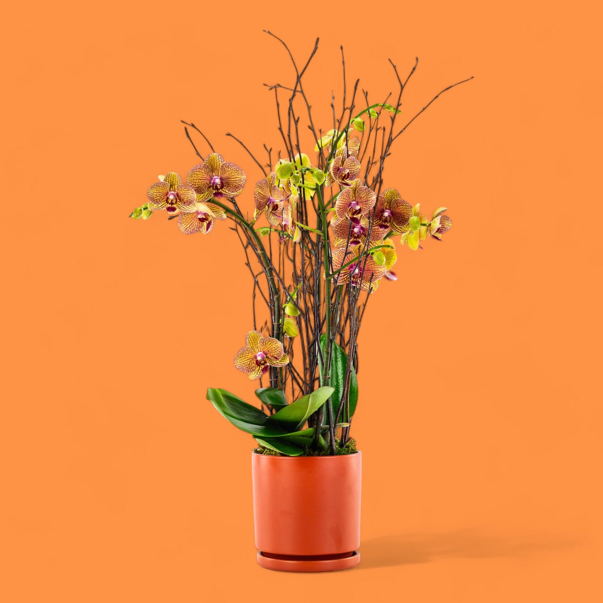 Orange Orchid Planting - Green Fresh Florals + Plants