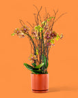 Orange Orchid Planting - Green Fresh Florals + Plants