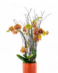 Orange Orchid Planting - Green Fresh Florals + Plants