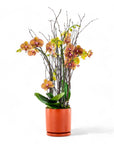 Orange Orchid Planting - Green Fresh Florals + Plants