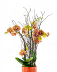 Orange Orchid Planting - Green Fresh Florals + Plants