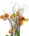 Orange Orchid Planting - Green Fresh Florals + Plants