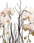 Orchid Dish Garden - Green Fresh Florals + Plants