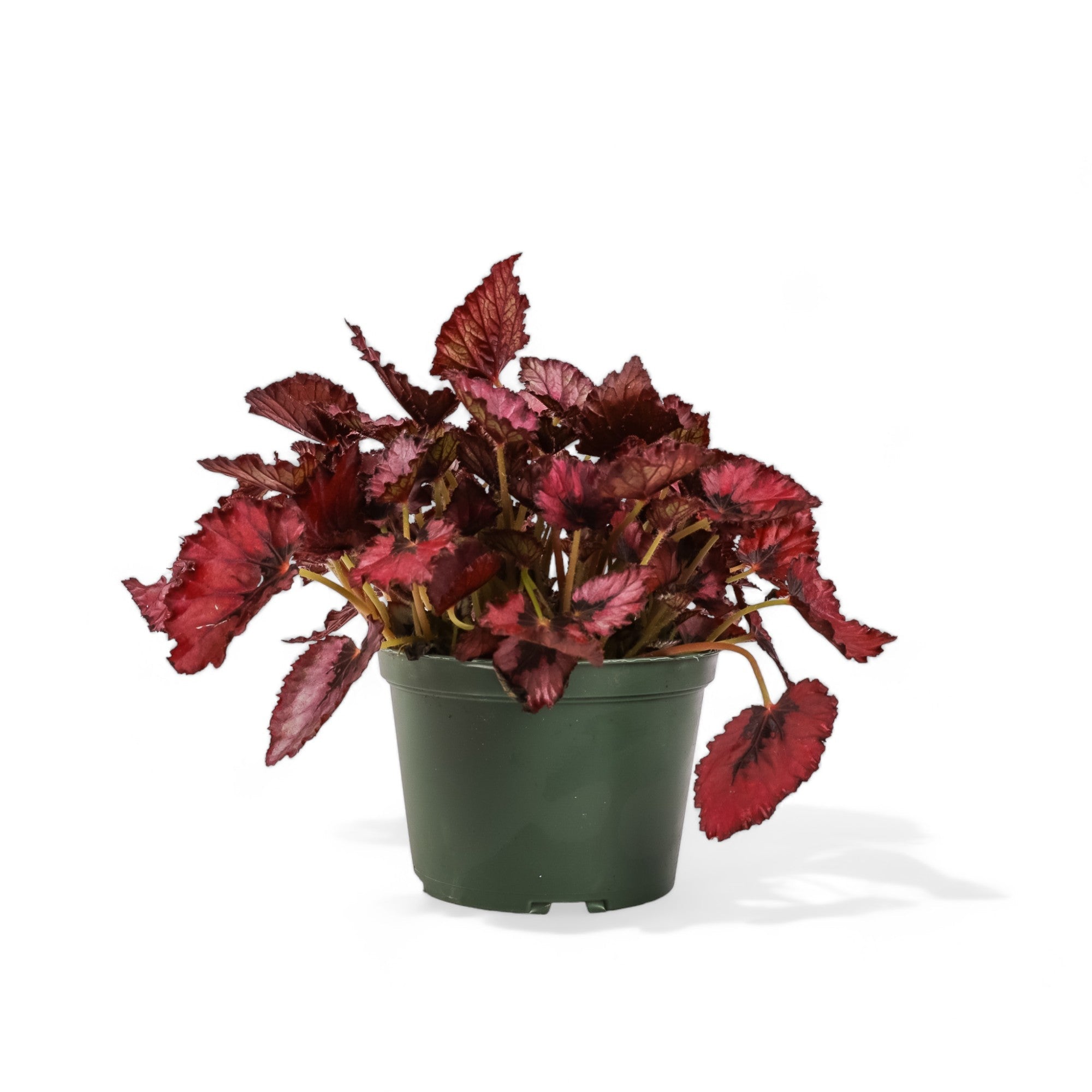 Painted Leaf Begonia - Green Fresh Florals + Plants