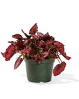 Painted Leaf Begonia - Green Fresh Florals + Plants