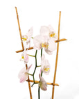 Peaceful Orchid Planting - Green Fresh Florals + Plants