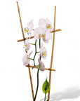 Peaceful Orchid Planting - Green Fresh Florals + Plants