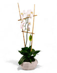 Peaceful Orchid Planting - Green Fresh Florals + Plants