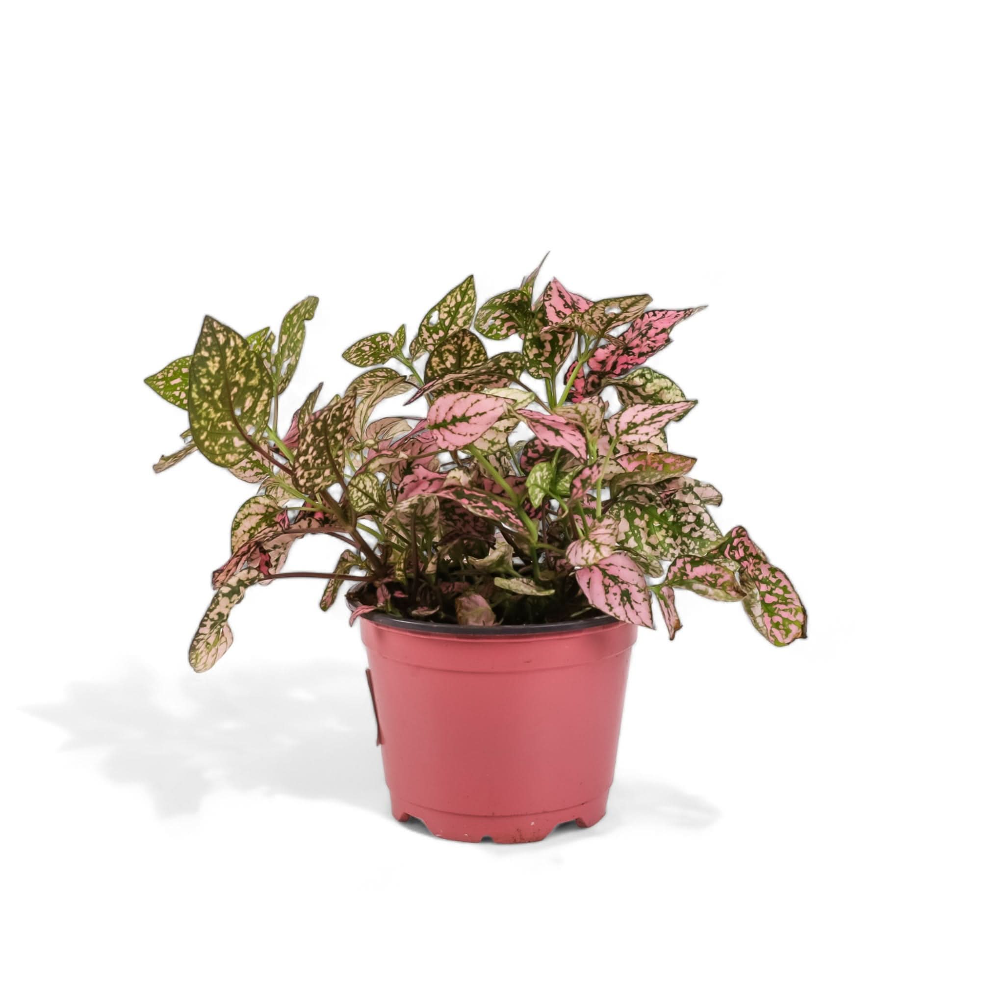 Polka Dot Plant - Green Fresh Florals + Plants